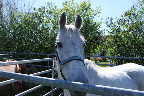 Athos
