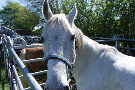 Athos