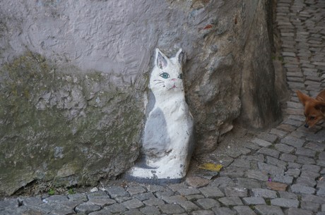 Stadtkatze