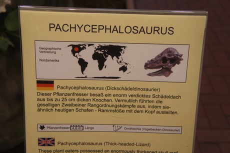 pachycephalosaurus