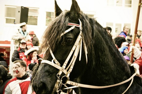 reiterkorps-der-grossen-koelner