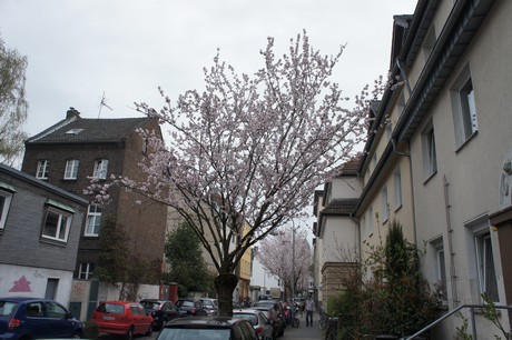 suelz