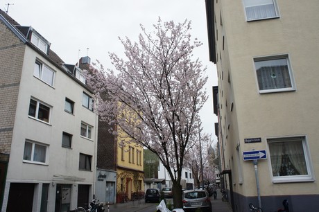 suelz