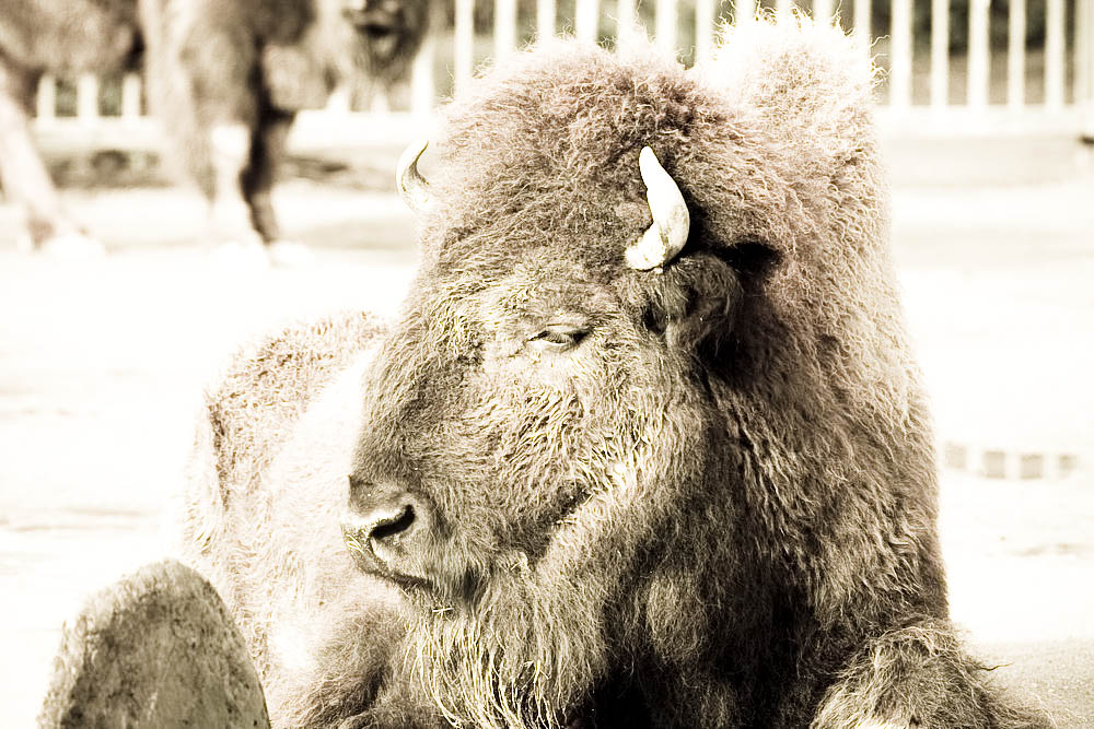 bison