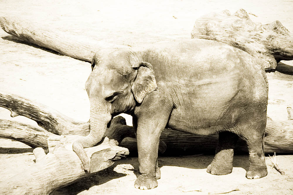 elefanten-park