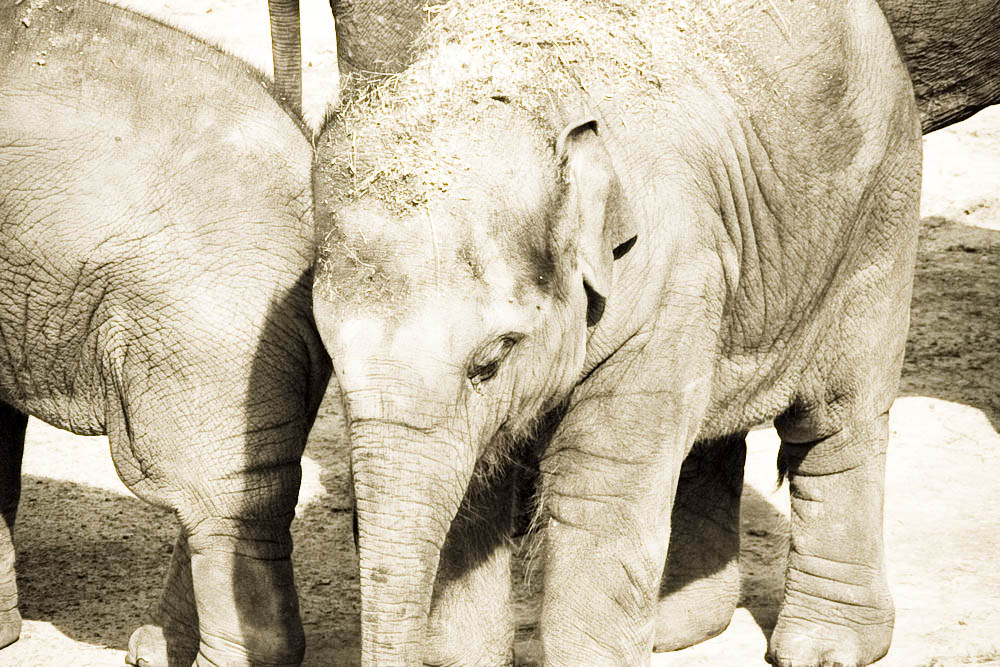 elefanten-park