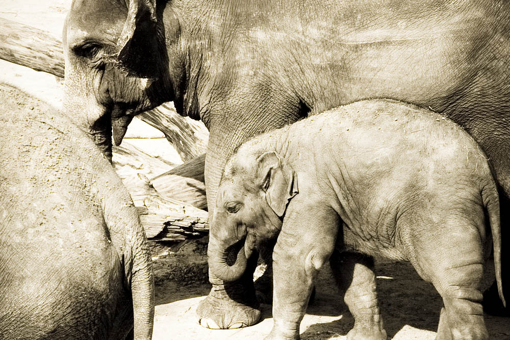 elefanten-park