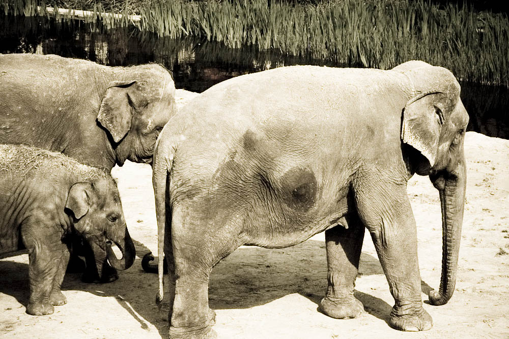 elefanten-park