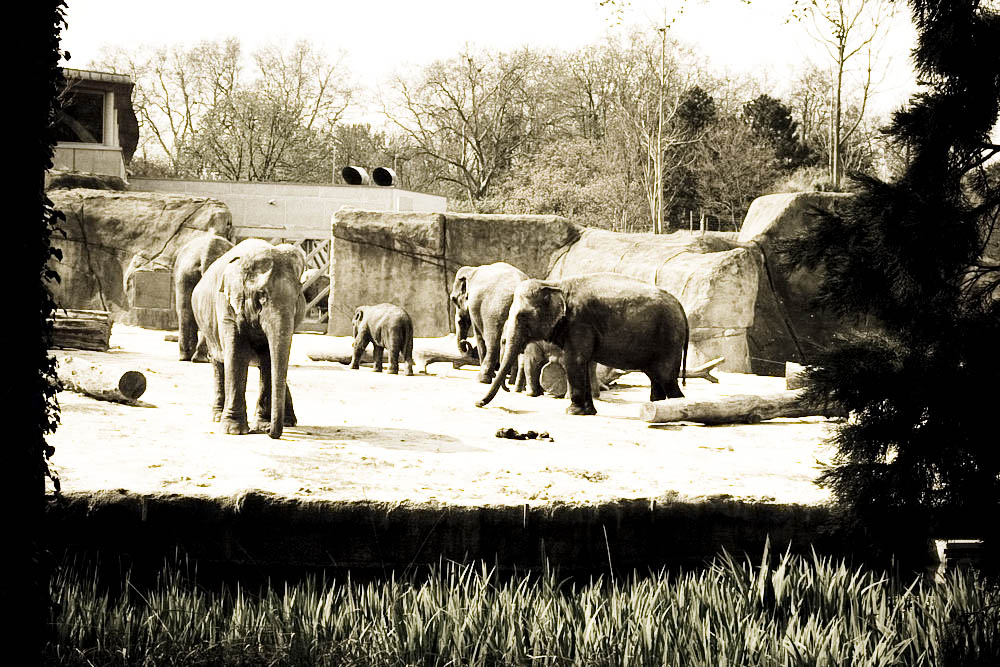 elefanten-park