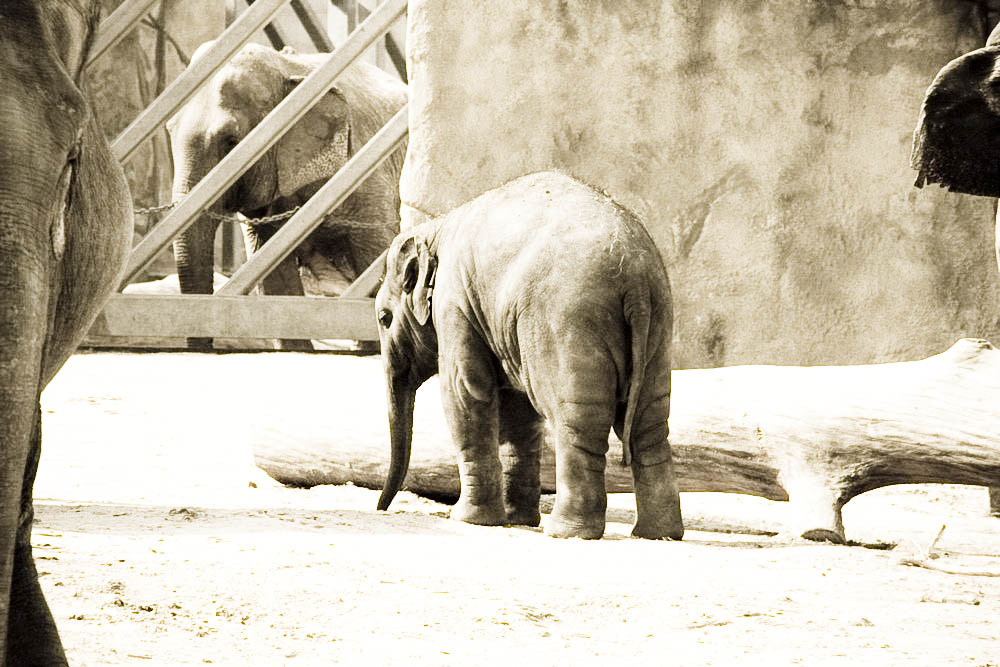 elefanten-park