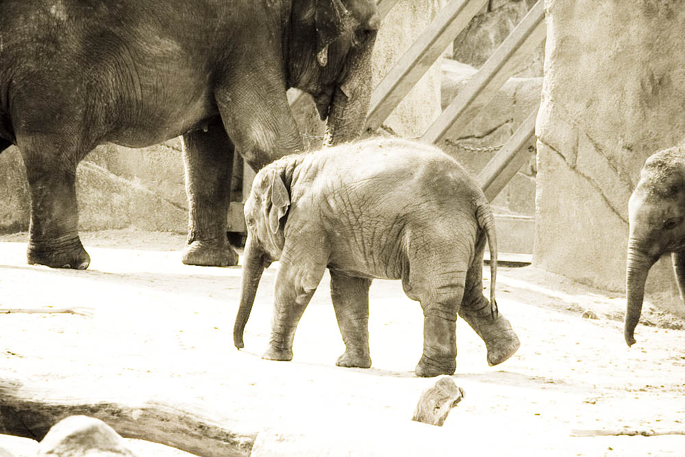 elefanten-park