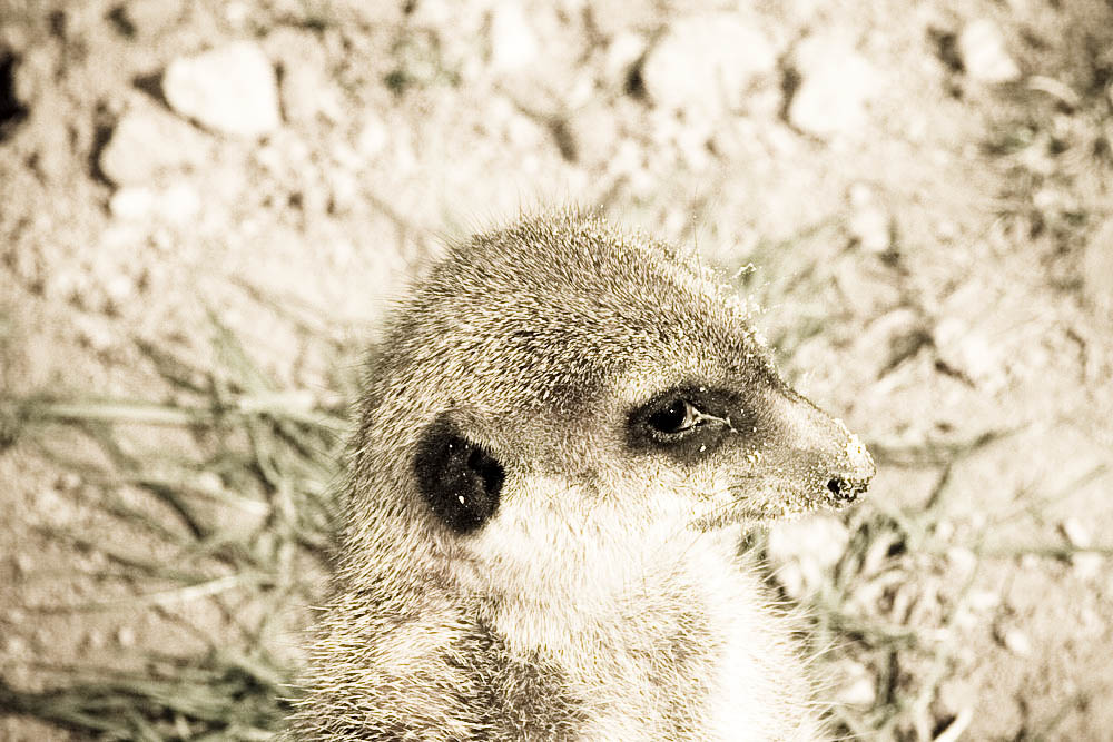 erdmaennchen