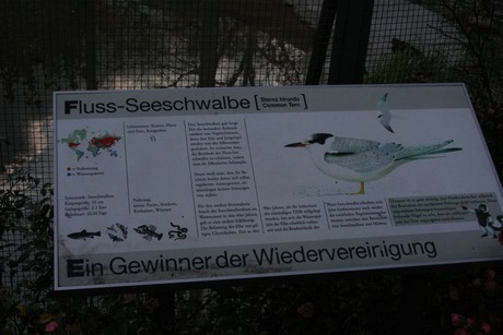 fluss-seeschwalbe