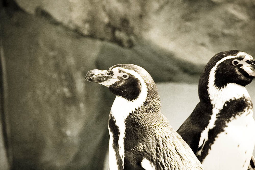 humboldt-pinguine