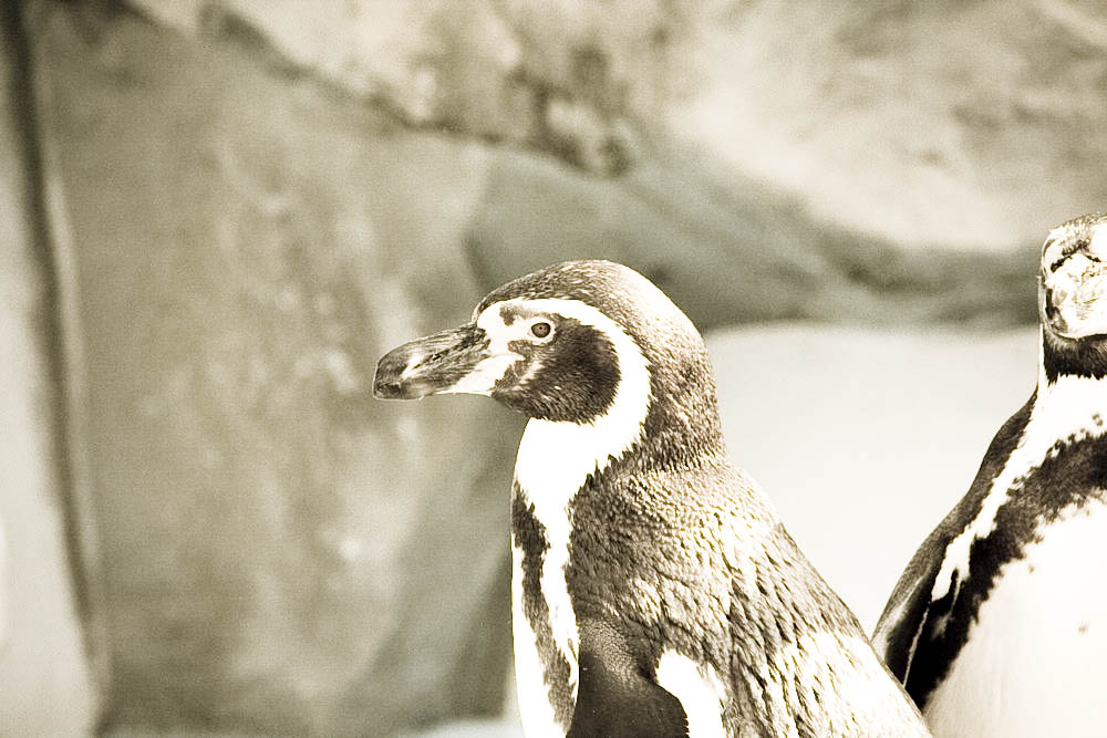 humboldt-pinguine