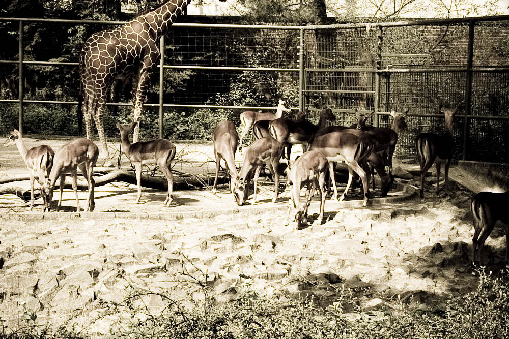 impala