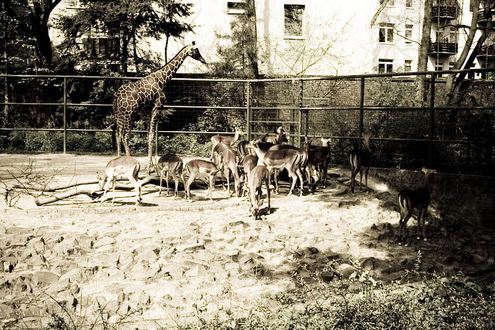 impala