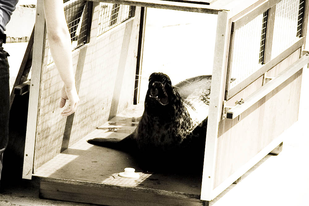 seehunde