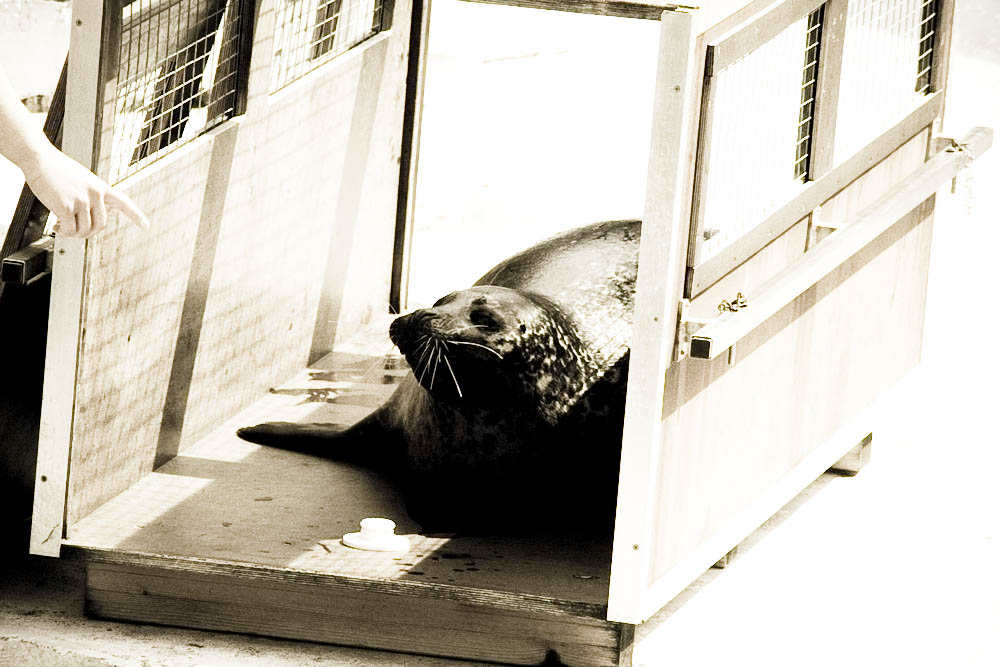 seehunde