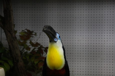 vogelausstellung